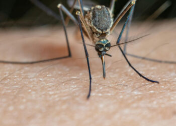 32 אנשים אובחנו כחולים בקדחת מערב הנילוס