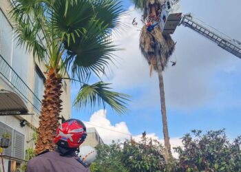 חיפה: צפו בדרמה הגנן נתקע על עץ דקל וחולץ