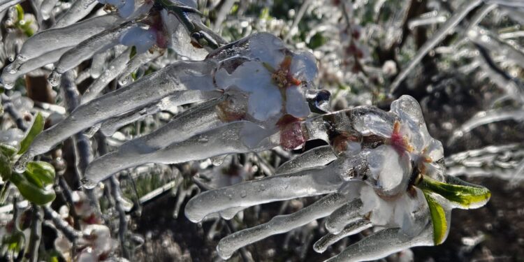 נזקי קורל נרשמו בגידולי החיטה, תפוחי האדמה והאבוקדו בגליל