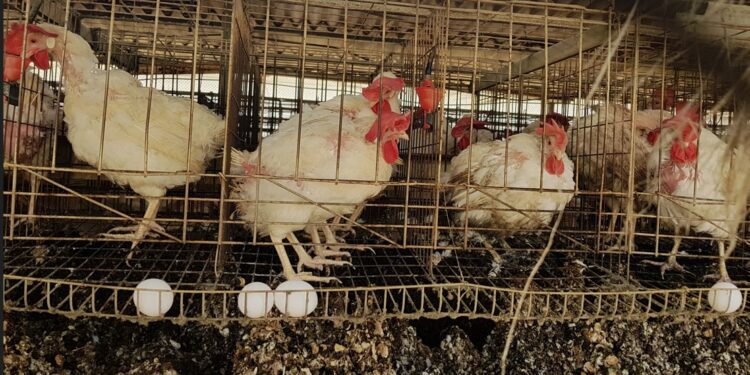 לקראת פסח: הגדלה משמעותית של מכסות ייבוא הביצים