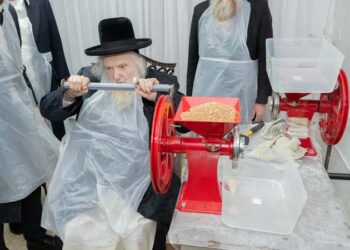 טחינת החיטים במעונו של הגר”מ שטרנבוך לקראת פסח