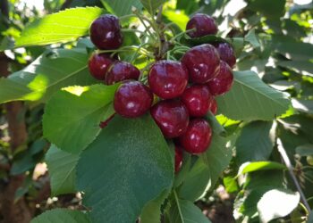 חוקרים הצליחו להקדים בחודש את הבשלת הדובדבן