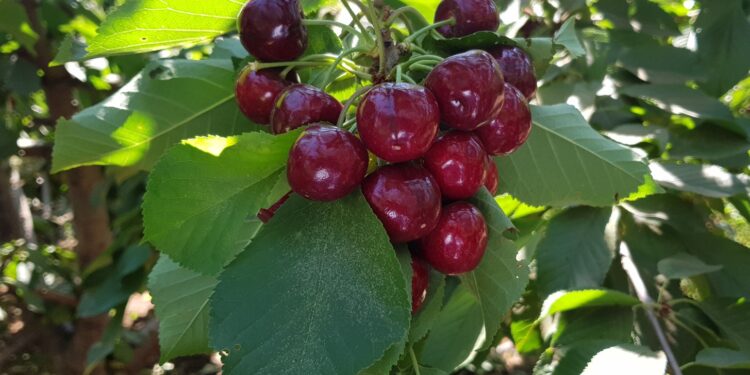 חוקרים הצליחו להקדים בחודש את הבשלת הדובדבן