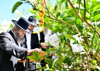 רב העיר בני ברק הרב בן שמעון בברכת האילנות