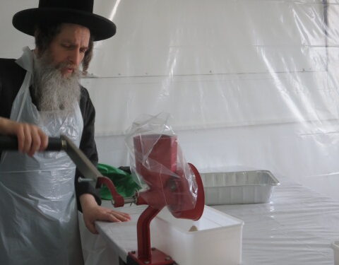 כ”ק האדמו”ר מאונגוואר שליט”א בטחינת חיטים