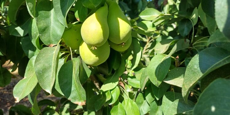 יבול האגסים השנה צפוי לעמוד על כ- 16.5 אלף טון