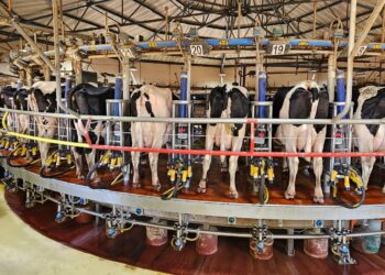 הרבנים הראשיים שללו את ההצעה לפתיחת המחלבות בשבת