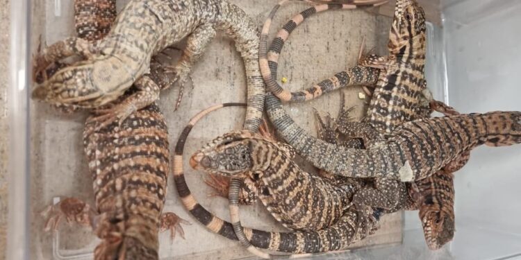 תושב בני ברק ניסה להבריח כ-200 בעלי חיים במזוודה