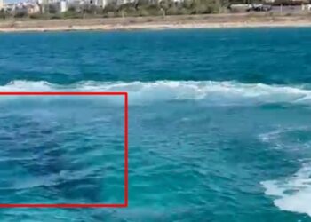 צפו: כריש הגיע לחופי חיפה – חופי העיר נסגרו