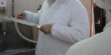 בג”צ בצו ביניים לרבנות: אין להפסיק את פעילות ראשי צוותי השחיטה המבוגרים
