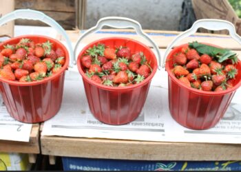 העדה”ח: ראוי שלא להשתמש כלל בתות שדה