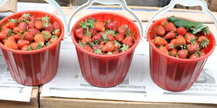 העדה”ח: ראוי שלא להשתמש כלל בתות שדה