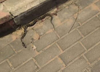 אלעד: צעיר הוכש ע”י נחש – מצבו יציב