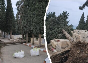 חמישה עצים קרסו מהבוקר בבית העלמין