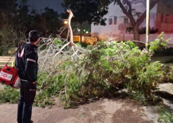 בת 70 נפגעה בראשה מקריסת עץ בראשון לציון