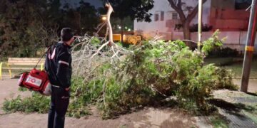 בת 70 נפגעה בראשה מקריסת עץ בראשון לציון