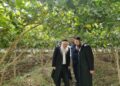 ערב טו’ בשבט: רבני מערכת הכשרות יצאו למטעים לבדוק שיוך שנת המעשר