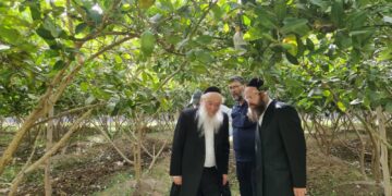 ערב טו’ בשבט: רבני מערכת הכשרות יצאו למטעים לבדוק שיוך שנת המעשר
