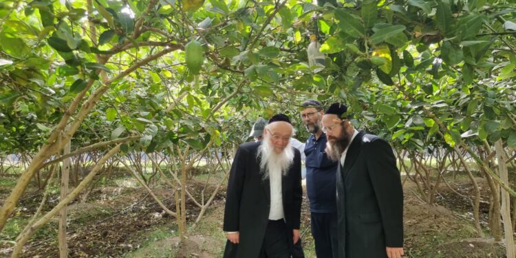 ערב טו’ בשבט: רבני מערכת הכשרות יצאו למטעים לבדוק שיוך שנת המעשר