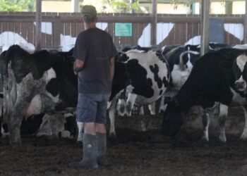 הרפתנים הודיעו: מפסיקים את אספקת החלב מחצות