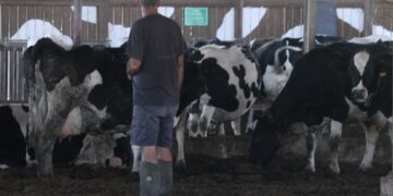 הרפתנים הודיעו: מפסיקים את אספקת החלב מחצות