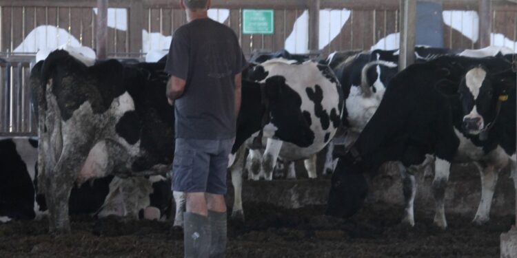 הרפתנים הודיעו: מפסיקים את אספקת החלב מחצות