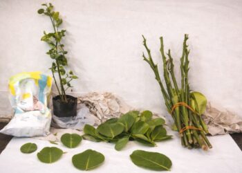 הלימון שכמעט השמיד את כל ענף ההדרים המקומי