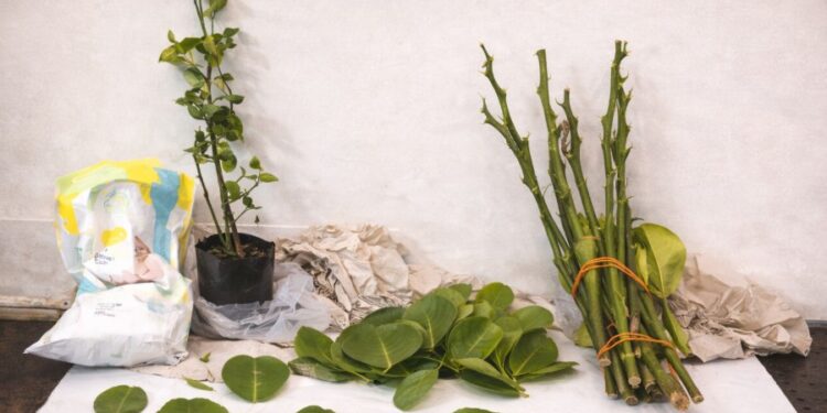 הלימון שכמעט השמיד את כל ענף ההדרים המקומי