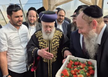 הרשל”צ התפעל מהתותים הכשרים ונקיים מחרקים