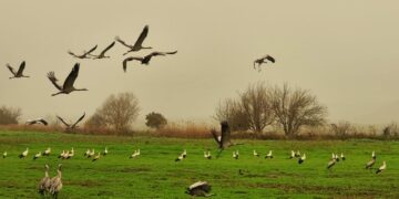 צפו: החסידות הגיעו לישראל