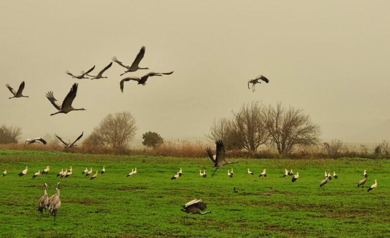 צפו: החסידות הגיעו לישראל