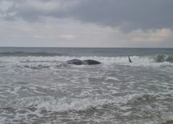 צפו: לוויתן ענק נפלט הבוקר לחוף הים בזיקים 