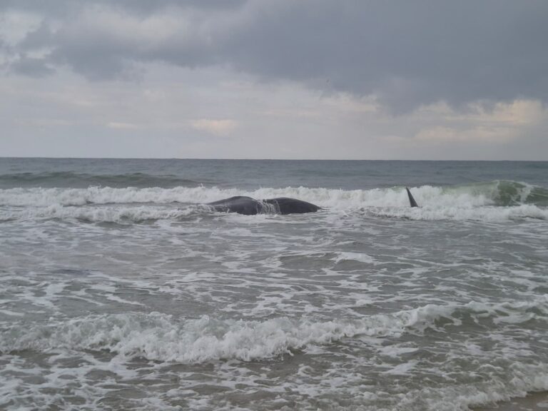 צפו: לוויתן ענק נפלט הבוקר לחוף הים בזיקים 