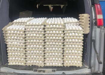 עשרות אלפי ביצים מהרשות הושמדו לפני שהגיע לשוק החרדי