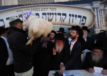 צפו: מעמד פדיון פטר חמור במירון