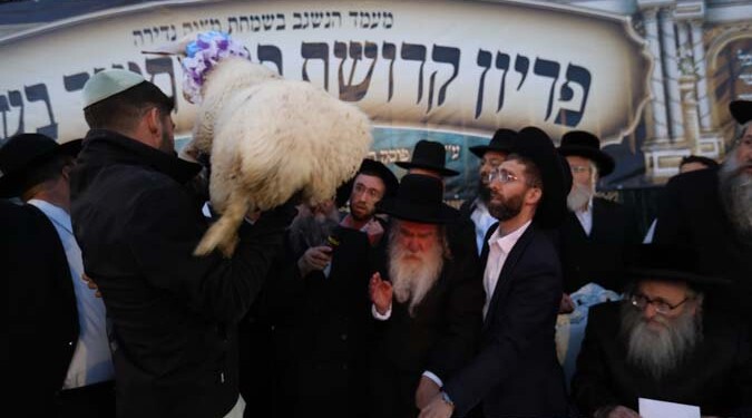 צפו: מעמד פדיון פטר חמור במירון