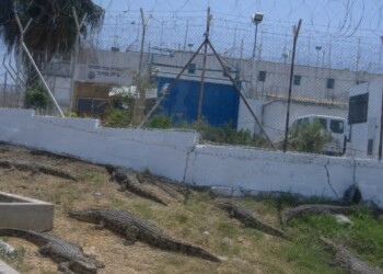 בקרוב; תנינים סביב בתי הכלא הביטחוניים למחבלים