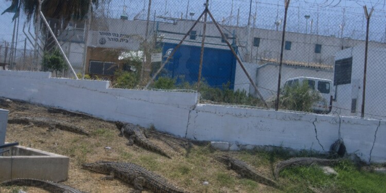 בקרוב; תנינים סביב בתי הכלא הביטחוניים למחבלים