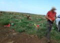 שב"ח ניסה לגנוב יותר מטון אבטיחים ונעצר