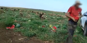 שב"ח ניסה לגנוב יותר מטון אבטיחים ונעצר