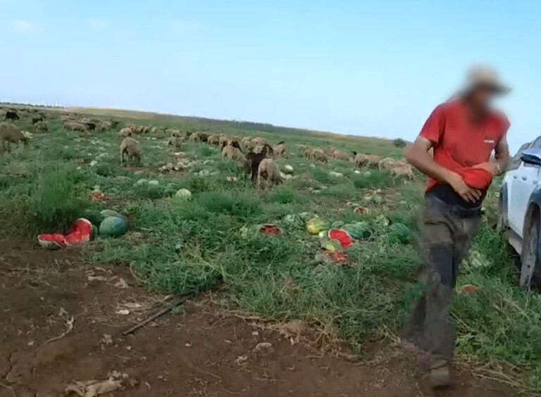 שב"ח ניסה לגנוב יותר מטון אבטיחים ונעצר