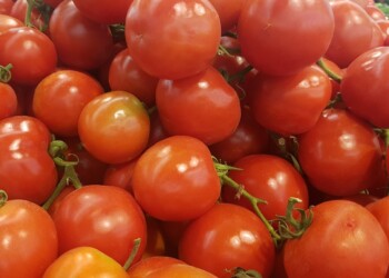 חשש לתולעים בעגבניות: ועד הכשרות מפרסם אזהרה לציבור